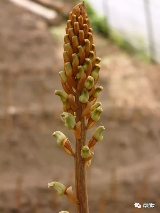 天麻 健康食材中的“補(bǔ)腦神草”