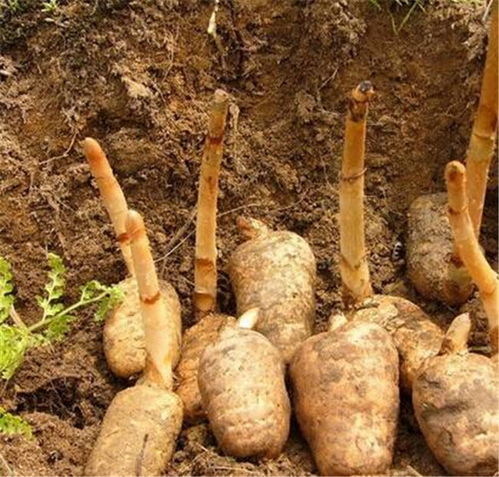 天麻種植技術(shù)與產(chǎn)業(yè)推薦 從四川特色到長程天麻靈芝的深度解析